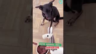 pranks with dog 🐕🐶 dog video | cute dog #shorts #shortsvideo #dog #viralshorts