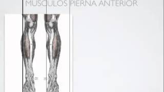 Aparato Locomotor: Musculatura Apendicular.