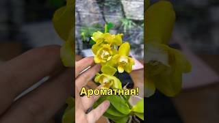 #данапротасова #orchid #orchideenpflege #орхидеи #orchideen #zeboorhids #зебо @zeboorhids