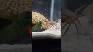 Mantis Shrimp And Big Crab Fighting! 😱