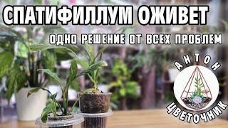 Как решить все проблемы спатифиллума одним способом?