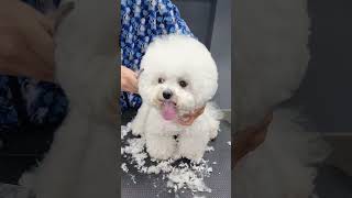 CLOUDY BICHON FRISE'S FACE GROOMING AND CUTTING 🐾🙉🐶 #pets #cuteanimal #groomed #dogbreeds #pets