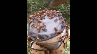 Japanese Giant Hornets Nest Removal Job