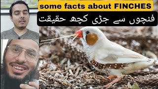 Some facts about ZEBRA FINCHES