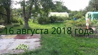 Мой огород , обзор, август 2018. Латвия.  Эпизод №44