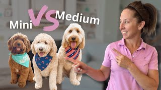 Which Size Goldendoodle Is Right For You?