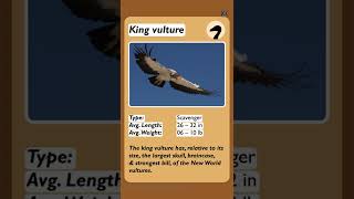 Facts About King vulture #Shorts