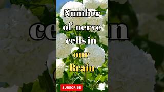 Number of nerve cells in brain #shorts #facts #biology #nervecell