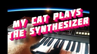 My cat plays the synthesizer #Shorts Мой кот играет на синтезаторе