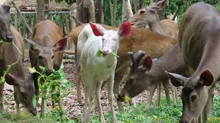 Sambar Deers Eating Grass | Feeding Sambar Deers