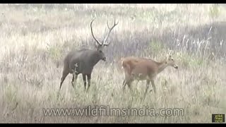 Hard-ground Barasingha