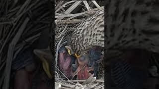 Pipit bird feeding big worm little babies (p3)#viral #shorts #shorts #shorts feed #trending