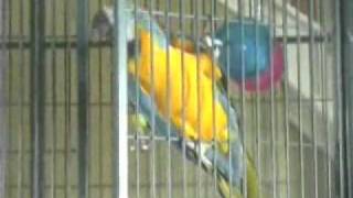 Parrot Frees Himself From Cage