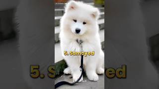 Top 10 Most Beautiful Dogs Breeds In The World #dog #shorts #viral #short #top10