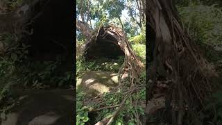 Natural hut. Morne Blanc trail. Mahe. 🇸🇨#beautiful #trail #seychelles #mahe #shortvideo