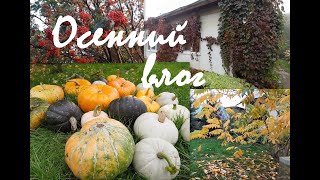 Девичий виноград.Созрел лук-порей и сельдерей/Maiden grapes.Ripe leeks and celery.