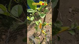 Wambugu Apple Tree Graft A Year Later 🇯🇲🍎. #wambugu #applefarming #graftingexamples #2024