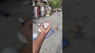 Is baar Bht sare ande kharab ho gye 😖 || #shorts #short #pigeon #kabutar #kabutar #viralshort