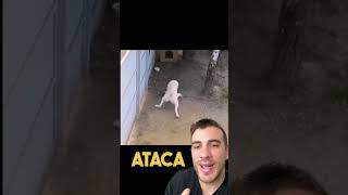 Não deixe seu cachorro ficar latindo para o portão