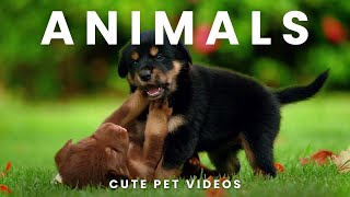 Cute baby Animals Videos Compilation - Cute moment of the animals #1