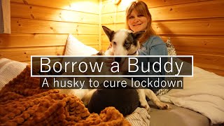 Spice up your Lock Down with an Alaskan Husky Dog, "Borrow a Buddy", Norwegian Style