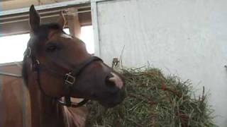 Euroglide at Del Mar