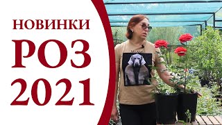 Новинки роз 2021 NEW! (ЛУЧШИЕ сорта для вашего сада)