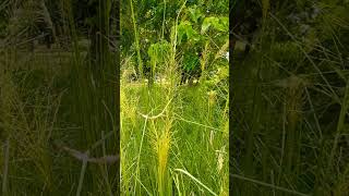 कर्मा धर्मा पूजा में उपयोगी घास कतरी | #खढ़ी #Wild Grass #Karma_Dharma_Festival