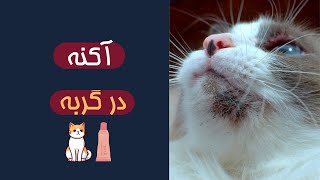 آکنه گربه | جوش سر سیاه گربه