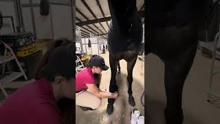 How to wrap a horse with standing wraps #horse #equestrian #animals #viral #horsegirls #aqha