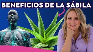 Sábila ¡Planta milagrosa! Conoce sus beneficios + receta