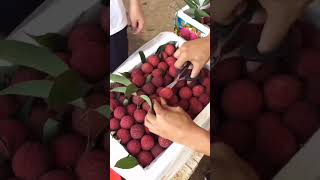 #litchi picking