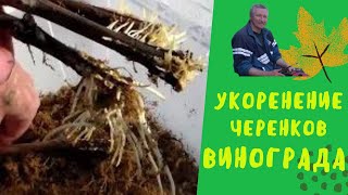 Укоренение виноградных черенков во мхе сфагнуме.