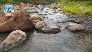 Relaxing Nature Sounds| Refresh Your Spirit with Serene Rocky River Sounds,  Natural Tropical Forest