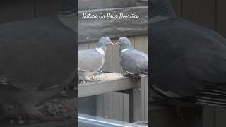 A Pair Of Love Birds.               Wood Pigeons