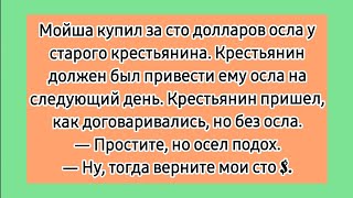 Мойша купил осла! 😁 Смешной еврейский анекдот. Лучшие одесские анекдоты про евреев.