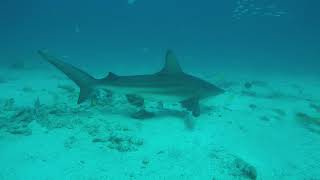 A Galapagos Shark Almost eye to eye