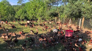 14-day chicken care.how to use chickens for weeding in the garden - Chicken Farm