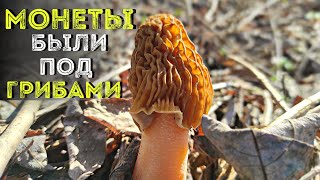 Весенний коп на Грибных местах🍄Находки за день!