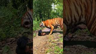 you will not die anymore care is to cacth the tiger is the river part 32 #youtubeshorts #viral