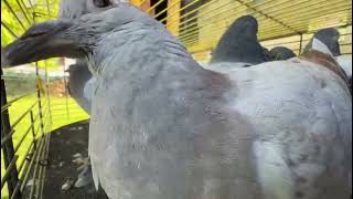 "State-of-the-Art Yaris Pigeon Feeding Technology" 2---