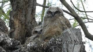 Stressed out baby owls