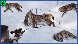 How Do Hunters Deal With Millions Of Bobcats In North America | Farming Documentary