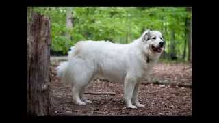 Great Pyrenees mountain dog Fast Facts