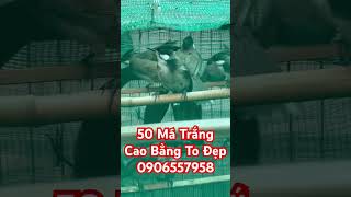 Mua Bán Chào Mào # Má Trắng nay bắt đầu nhiều rồi AE nào lấy Alo em nhé 0906557958 # Cường Chào Mào