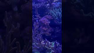 Stoney Coral SPS display reef tank at Power Lab Aquariums Systems. Reef Line Salt Formula Power Lab