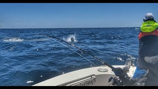 Popping Monster XXL Bluefin Tuna, Tenerife. Double Strike. Raw Footage