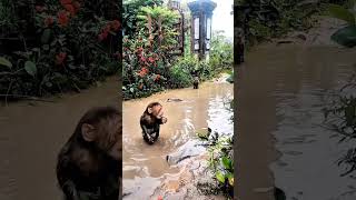 Baby monkey playing in the water កូនស្វាលេងក្នុងទឹក #monkeyvideo #monkeymommababy #monkeydluffy