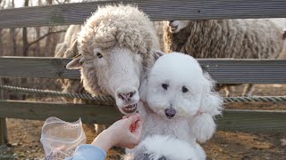 Эй, смейся! Представь, что мы друзья! (Мы встретили нахальную овцу)