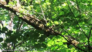 Обыкновенная куница - Common marten - Martes martes